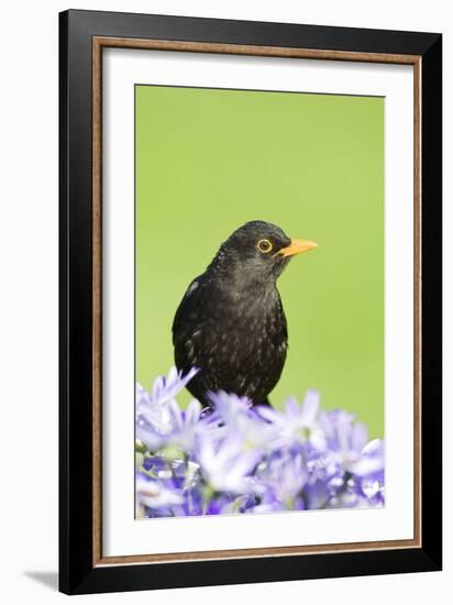 Blackbird Male-null-Framed Photographic Print