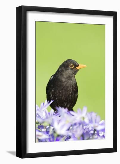 Blackbird Male-null-Framed Photographic Print