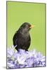 Blackbird Male-null-Mounted Photographic Print