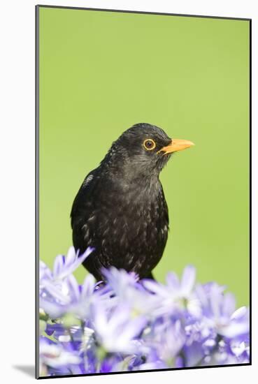 Blackbird Male-null-Mounted Photographic Print