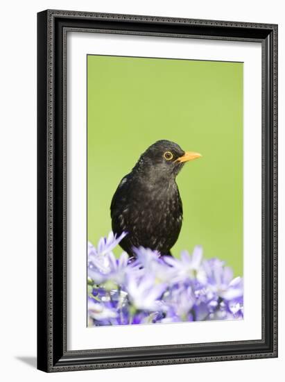 Blackbird Male-null-Framed Photographic Print