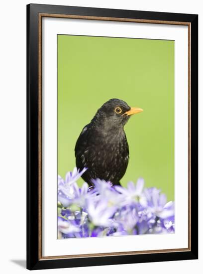 Blackbird Male-null-Framed Photographic Print