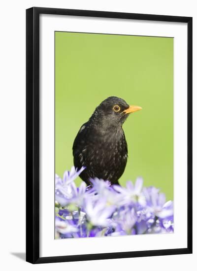 Blackbird Male-null-Framed Photographic Print