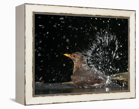 Blackbird (Turdus Merula) Female Bathing, Pusztaszer, Hungary, May 2008-Varesvuo-Framed Premier Image Canvas