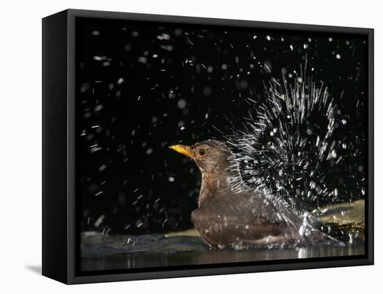 Blackbird (Turdus Merula) Female Bathing, Pusztaszer, Hungary, May 2008-Varesvuo-Framed Premier Image Canvas