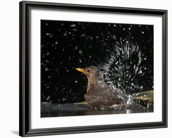 Blackbird (Turdus Merula) Female Bathing, Pusztaszer, Hungary, May 2008-Varesvuo-Framed Photographic Print