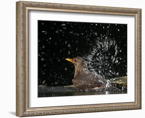 Blackbird (Turdus Merula) Female Bathing, Pusztaszer, Hungary, May 2008-Varesvuo-Framed Photographic Print