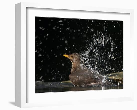 Blackbird (Turdus Merula) Female Bathing, Pusztaszer, Hungary, May 2008-Varesvuo-Framed Photographic Print