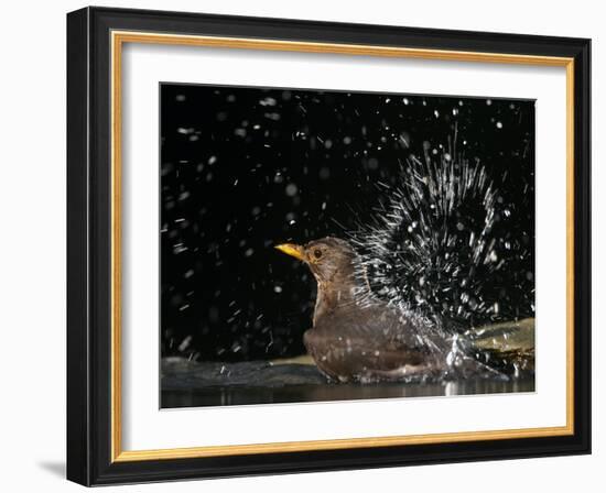 Blackbird (Turdus Merula) Female Bathing, Pusztaszer, Hungary, May 2008-Varesvuo-Framed Photographic Print