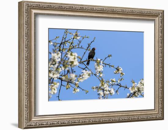 Blackbird (Turdus merula) male in singing in spring, Bavaria, Germany, April-Konrad Wothe-Framed Photographic Print