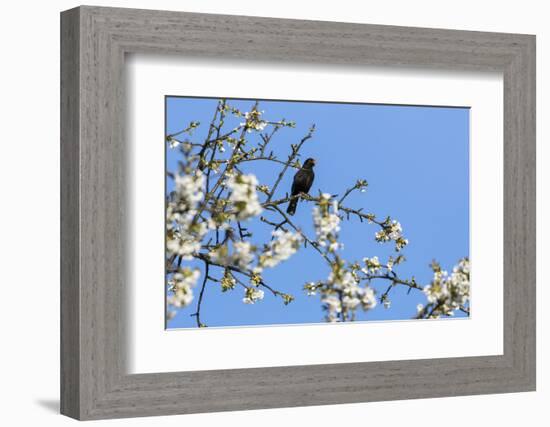 Blackbird (Turdus merula) male in singing in spring, Bavaria, Germany, April-Konrad Wothe-Framed Photographic Print
