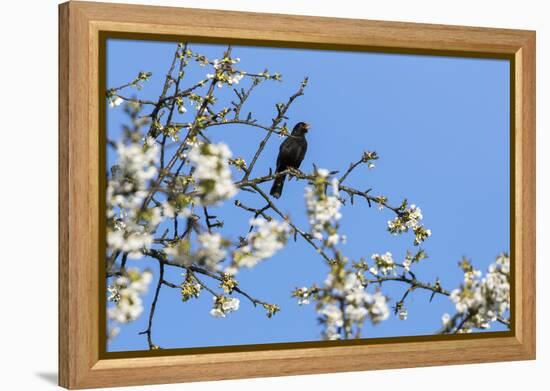 Blackbird (Turdus merula) male in singing in spring, Bavaria, Germany, April-Konrad Wothe-Framed Premier Image Canvas