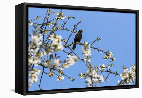 Blackbird (Turdus merula) male in singing in spring, Bavaria, Germany, April-Konrad Wothe-Framed Premier Image Canvas