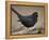 Blackbird (Turdus Merula) Male Singing, Helsinki, Finland-Markus Varesvuo-Framed Premier Image Canvas
