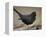 Blackbird (Turdus Merula) Male Singing, Helsinki, Finland-Markus Varesvuo-Framed Premier Image Canvas