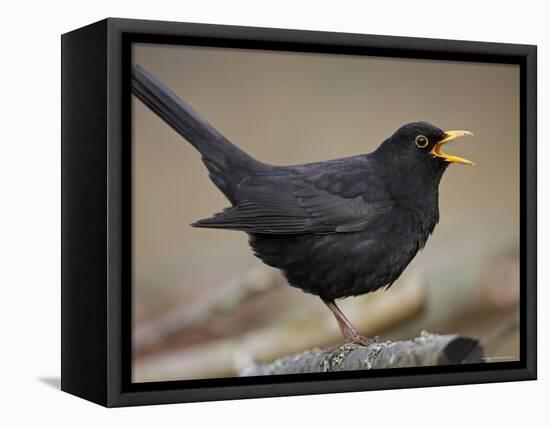 Blackbird (Turdus Merula) Male Singing, Helsinki, Finland-Markus Varesvuo-Framed Premier Image Canvas