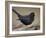 Blackbird (Turdus Merula) Male Singing, Helsinki, Finland-Markus Varesvuo-Framed Photographic Print