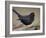 Blackbird (Turdus Merula) Male Singing, Helsinki, Finland-Markus Varesvuo-Framed Photographic Print