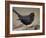 Blackbird (Turdus Merula) Male Singing, Helsinki, Finland-Markus Varesvuo-Framed Photographic Print