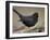 Blackbird (Turdus Merula) Male Singing, Helsinki, Finland-Markus Varesvuo-Framed Photographic Print