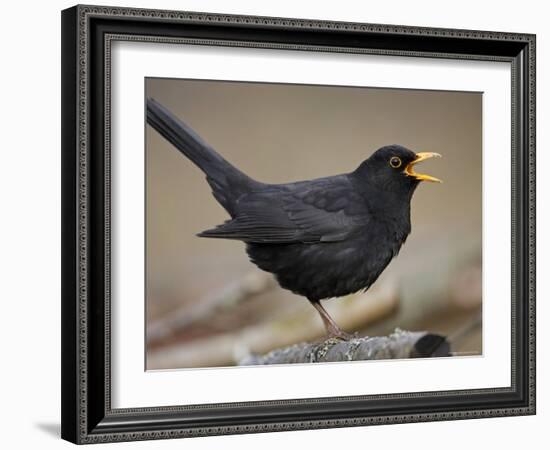 Blackbird (Turdus Merula) Male Singing, Helsinki, Finland-Markus Varesvuo-Framed Photographic Print