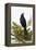 Blackbird-English-Framed Premier Image Canvas