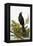 Blackbird-English-Framed Premier Image Canvas