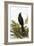 Blackbird-English-Framed Giclee Print