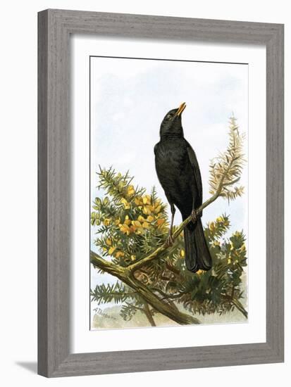 Blackbird-English-Framed Giclee Print