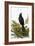 Blackbird-English-Framed Giclee Print