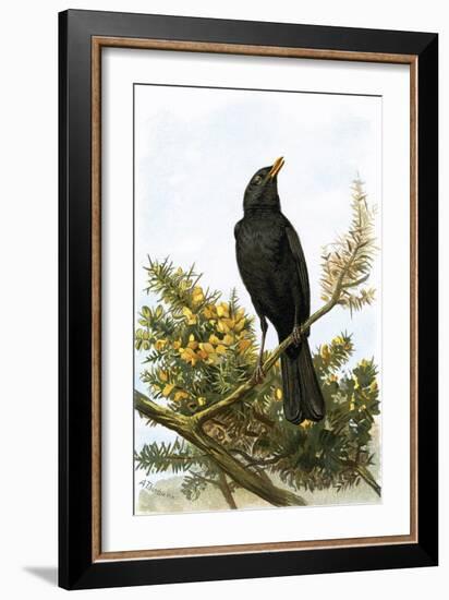 Blackbird-English-Framed Giclee Print