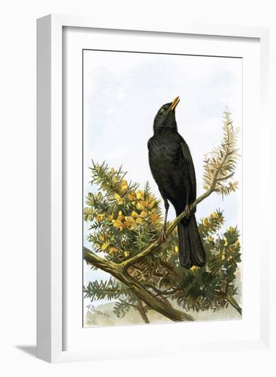 Blackbird-English-Framed Giclee Print