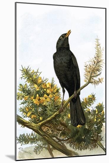 Blackbird-English-Mounted Giclee Print