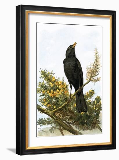 Blackbird-English-Framed Giclee Print