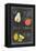 Blackboard Fruit IV-Vision Studio-Framed Stretched Canvas