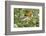 Blackburnian Warbler (Dendroica fusca) adult male foraging for insects in lantana garden-Larry Ditto-Framed Photographic Print