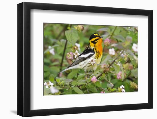 Blackburnian Warbler (Dendroica fusca) adult male foraging for insects in lantana garden-Larry Ditto-Framed Photographic Print