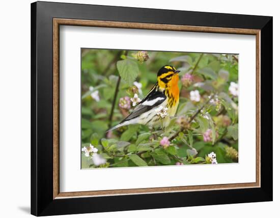 Blackburnian Warbler (Dendroica fusca) adult male foraging for insects in lantana garden-Larry Ditto-Framed Photographic Print