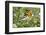 Blackburnian Warbler (Dendroica fusca) adult male foraging for insects in lantana garden-Larry Ditto-Framed Photographic Print