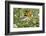 Blackburnian Warbler (Dendroica fusca) adult male foraging for insects in lantana garden-Larry Ditto-Framed Photographic Print