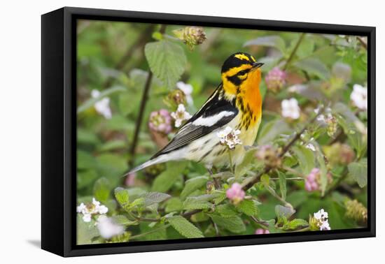 Blackburnian Warbler (Dendroica fusca) adult male foraging for insects in lantana garden-Larry Ditto-Framed Premier Image Canvas