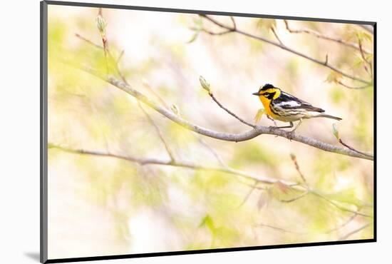Blackburnian warbler male in breeding plumage, USA-Marie Read-Mounted Photographic Print