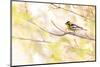 Blackburnian warbler male in breeding plumage, USA-Marie Read-Mounted Photographic Print