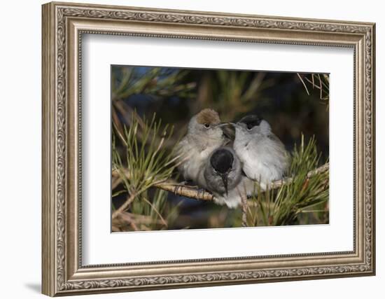 Blackcap female and two males huddling together for warmth, Finland, May-Jussi Murtosaari-Framed Photographic Print