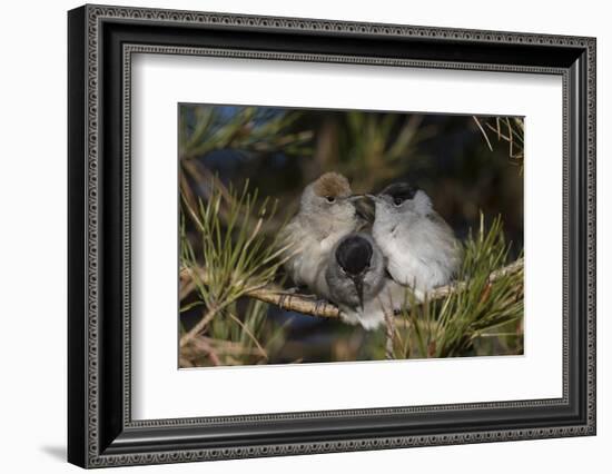 Blackcap female and two males huddling together for warmth, Finland, May-Jussi Murtosaari-Framed Photographic Print