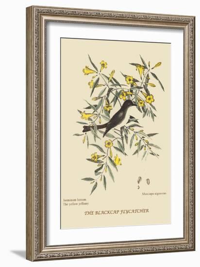 Blackcap Flycatcher-Mark Catesby-Framed Art Print