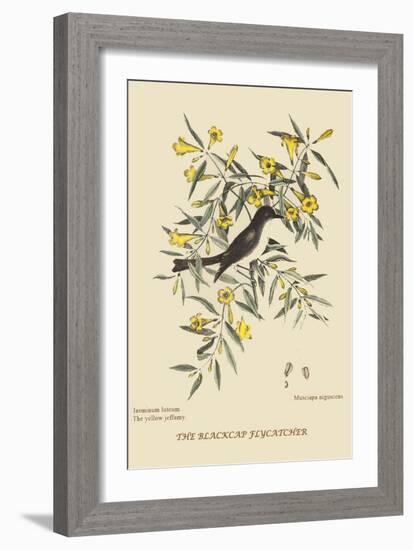 Blackcap Flycatcher-Mark Catesby-Framed Art Print