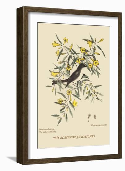 Blackcap Flycatcher-Mark Catesby-Framed Art Print