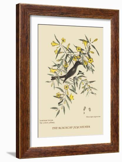 Blackcap Flycatcher-Mark Catesby-Framed Art Print