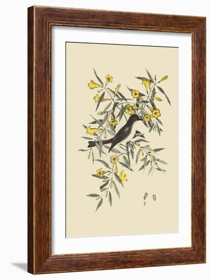 Blackcap Flycatcher-Mark Catesby-Framed Art Print